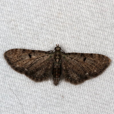 Hodges#7474 * Common Eupithecia * Eupithecia miserulata