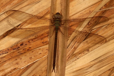 Twilight Darner ♀