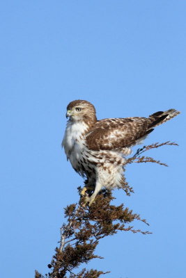 Red-tailed Hawk / juvenile