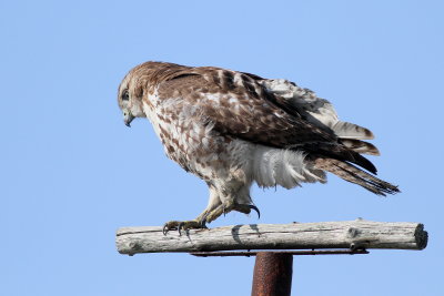 Red-tailed Hawk / juvenile