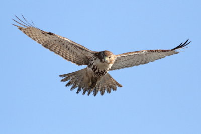 Red-tailed Hawk / juvenile