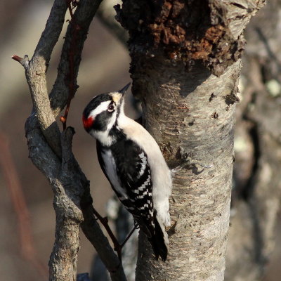 Downy Woodpecker ♂