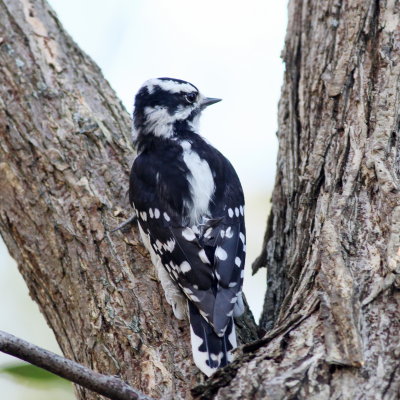 Downy Woodpecker ♀