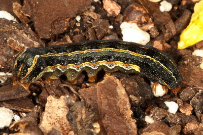 Yellow-striped Armyworm