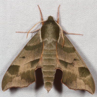 Hodges#7885 * Virginia Creeper Sphinx * Darapsa myron