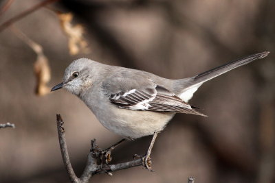 Northern Mockingbird