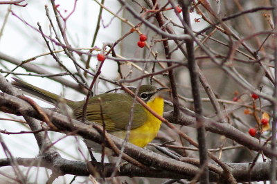 Yellow-breasted Chat