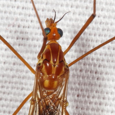 Nephrotoma ferruginea