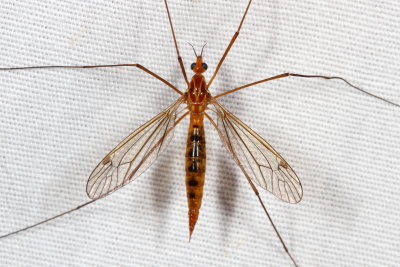 Nephrotoma ferruginea