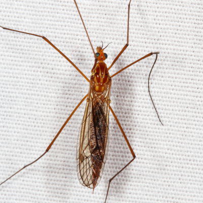 Nephrotoma ferruginea