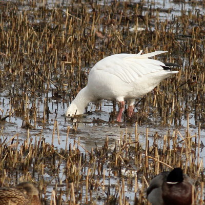 Snow Goose 