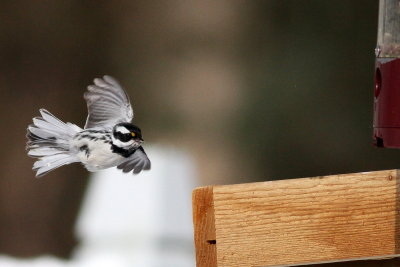 Black-throated Gray Warbler 