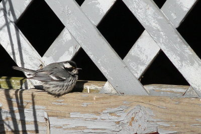 Black-throated Gray Warbler 