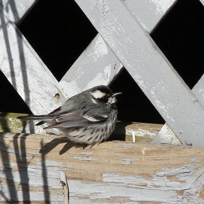 Black-throated Gray Warbler 