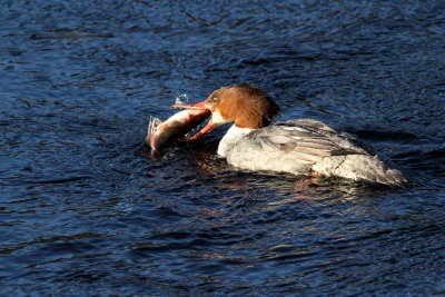 Common Merganser ♀