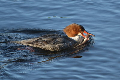 Common Merganser ♀