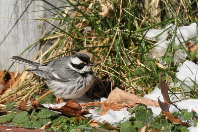 Black-throated Gray Warbler 