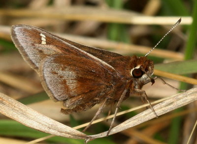 Dusted Skipper