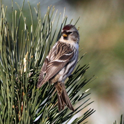 Common Redpoll ♀