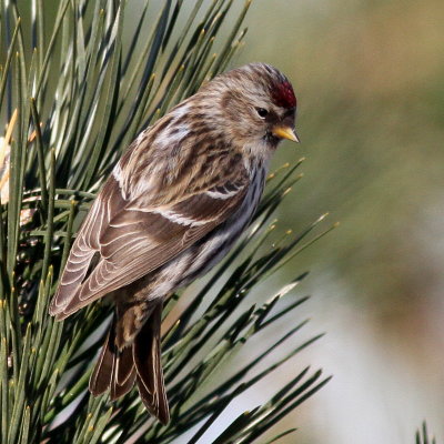 Common Redpoll