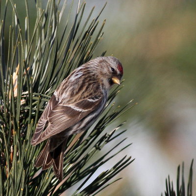 Common Redpoll ♀