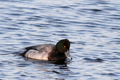 Lesser Scaup ♂