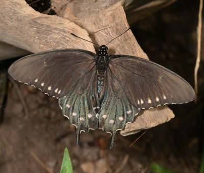 Pipevine Swallowtail ♀