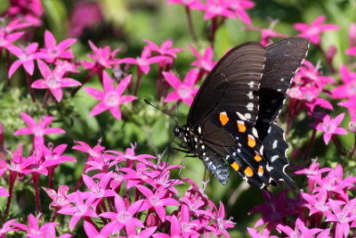 Pipevine Swallowtail