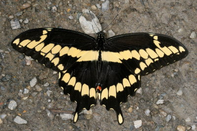 Eastern Giant Swallowtail