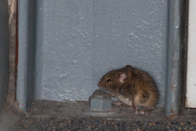 House Mouse