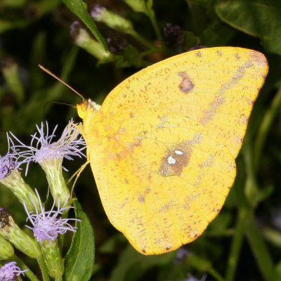 Large Orange Sulphur