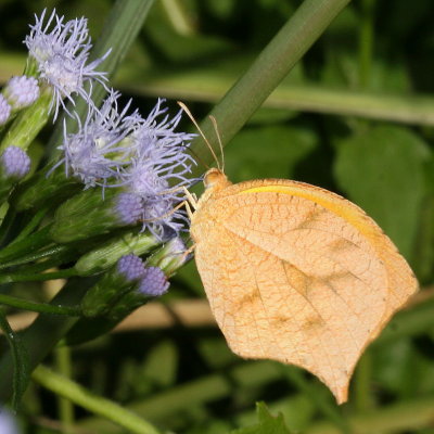 Tailed Orange