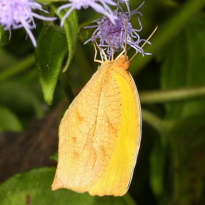 Tailed Orange