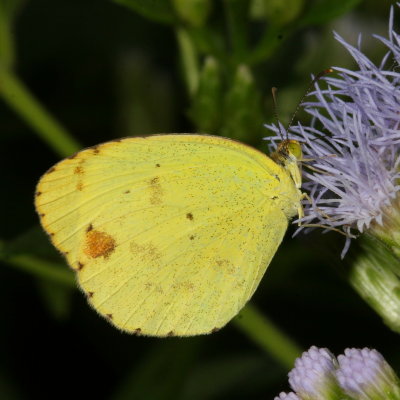 Mimosa Yellow