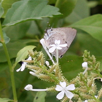 Aquamarine Hairstreak