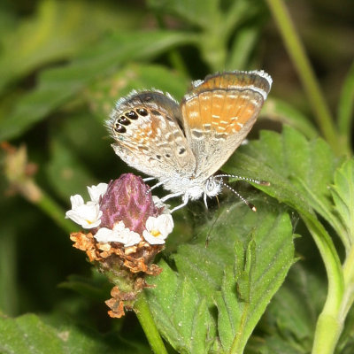 Western Pygmy-Blue