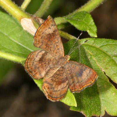 Fatal Metalmark