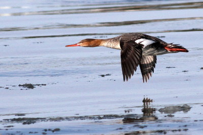 Red-breasted Merganser ♀