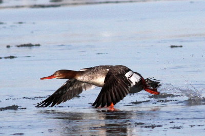 Red-breasted Merganser ♀