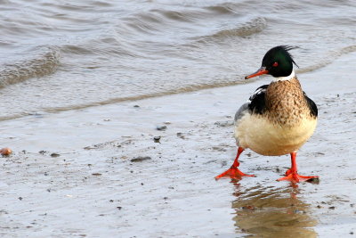 Red-breasted Merganser ♂