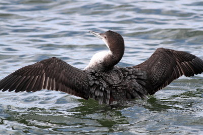 Common Loon