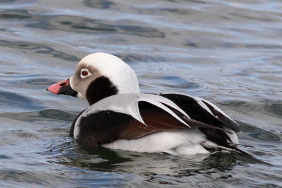 Long-tailed Duck ♂