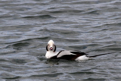 Long-tailed Duck ♂