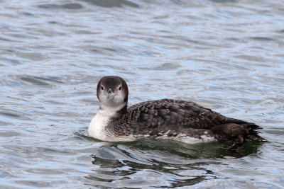 Common Loon