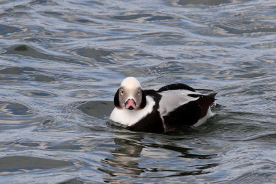 Long-tailed Duck ♂