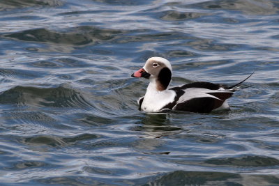 Long-tailed Duck ♂