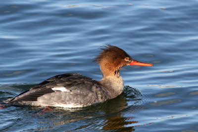 Red-breasted Merganser ♀