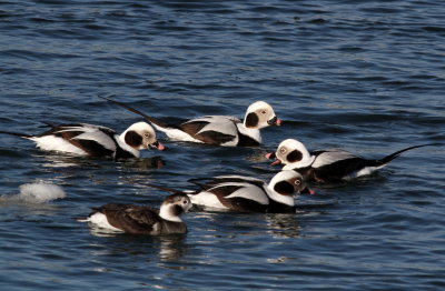 Long-tailed Ducks