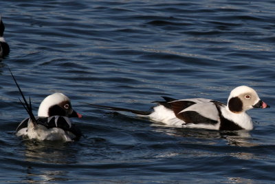 Long-tailed Duck ♂