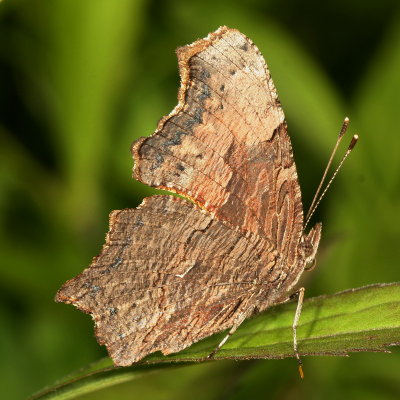 Gray Comma